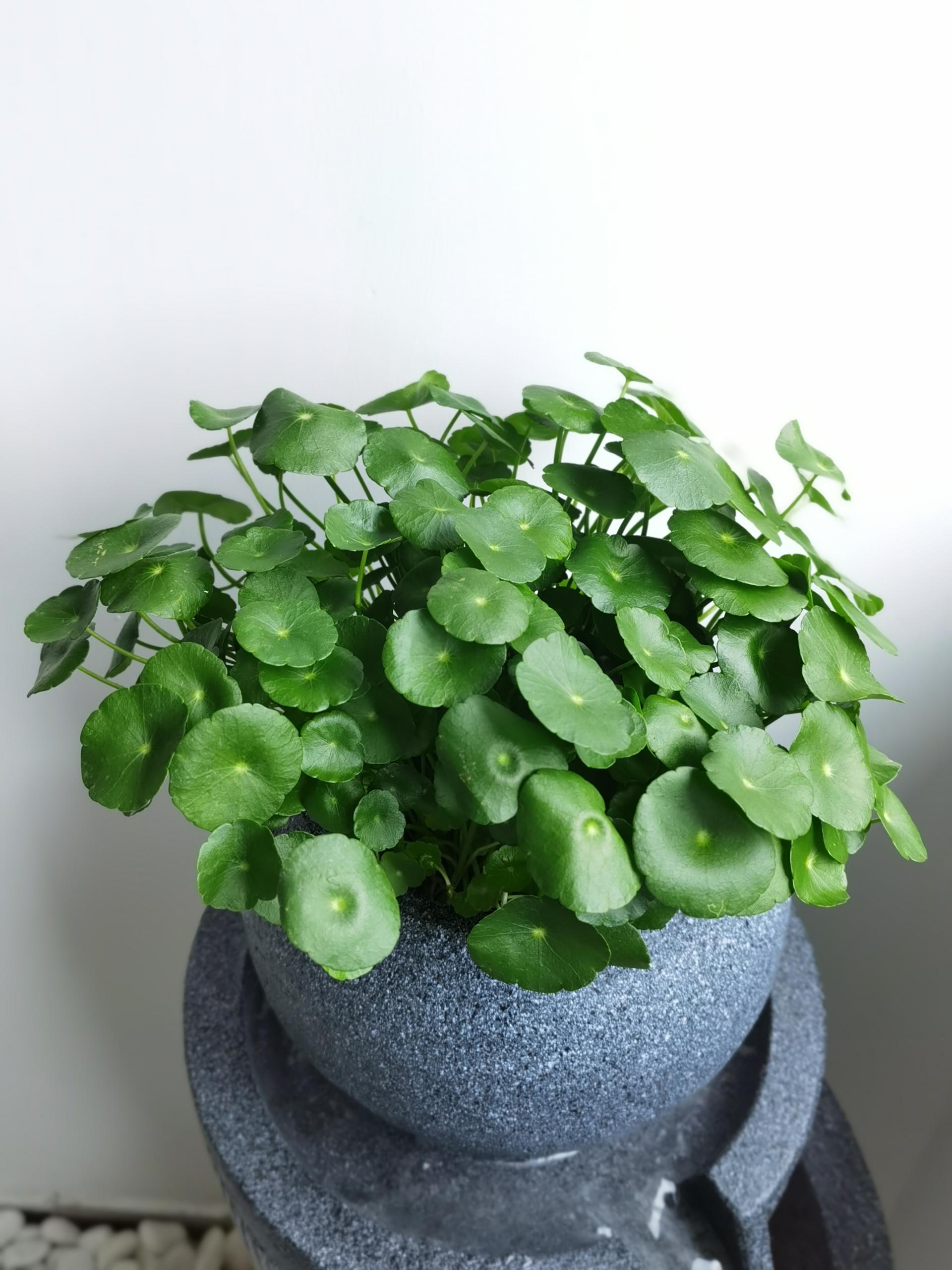 1634267833813289.jpg 587f3d5029acb15e5b39aae3565c086b.jpg